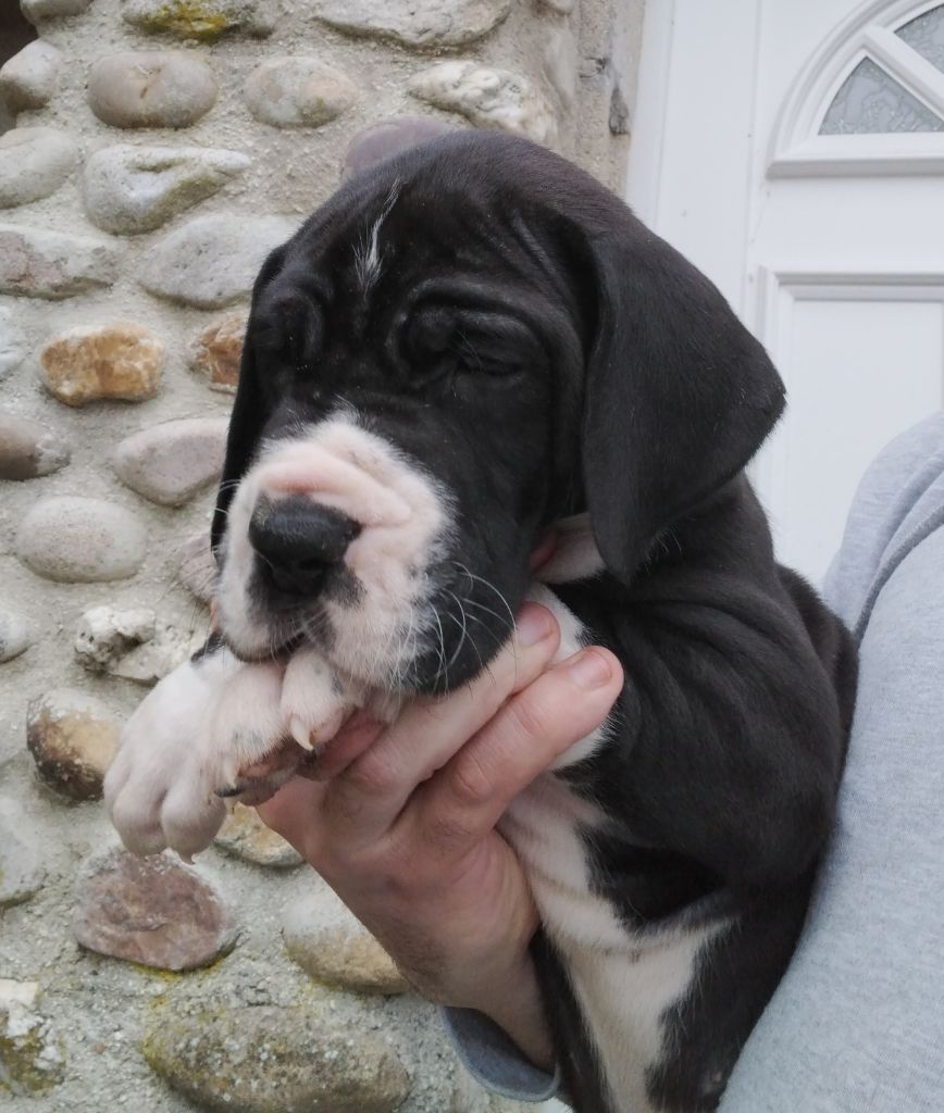 Des Géants Du Paradis D'hava - Chiot disponible  - Dogue allemand