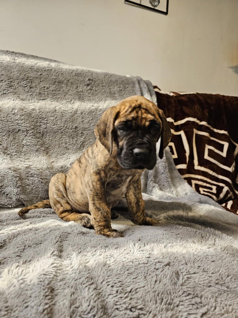 Des Géants Du Paradis D'hava - Chiot disponible  - Dogue allemand