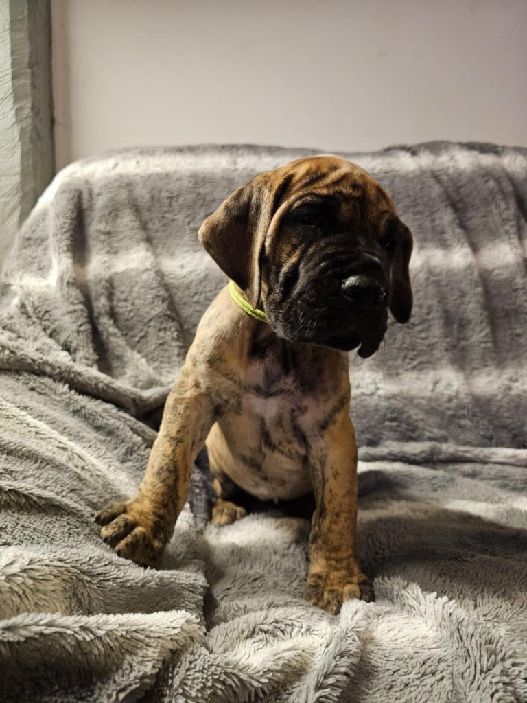 Des Géants Du Paradis D'hava - Chiot disponible  - Dogue allemand