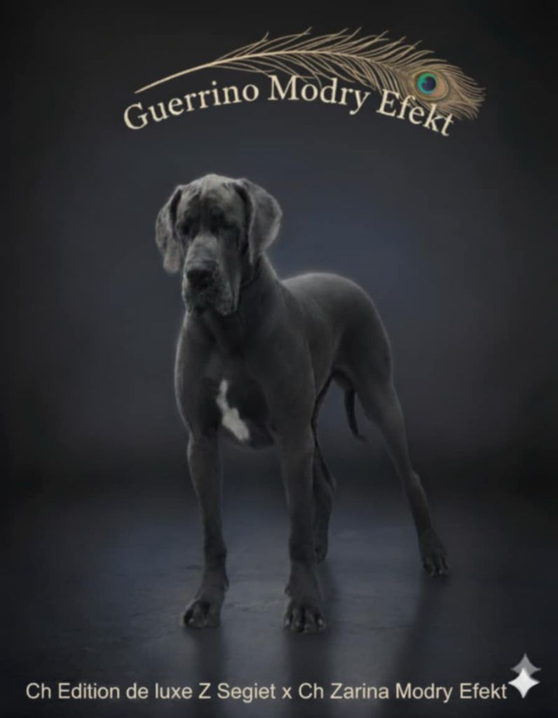 Guerrino modry efekt