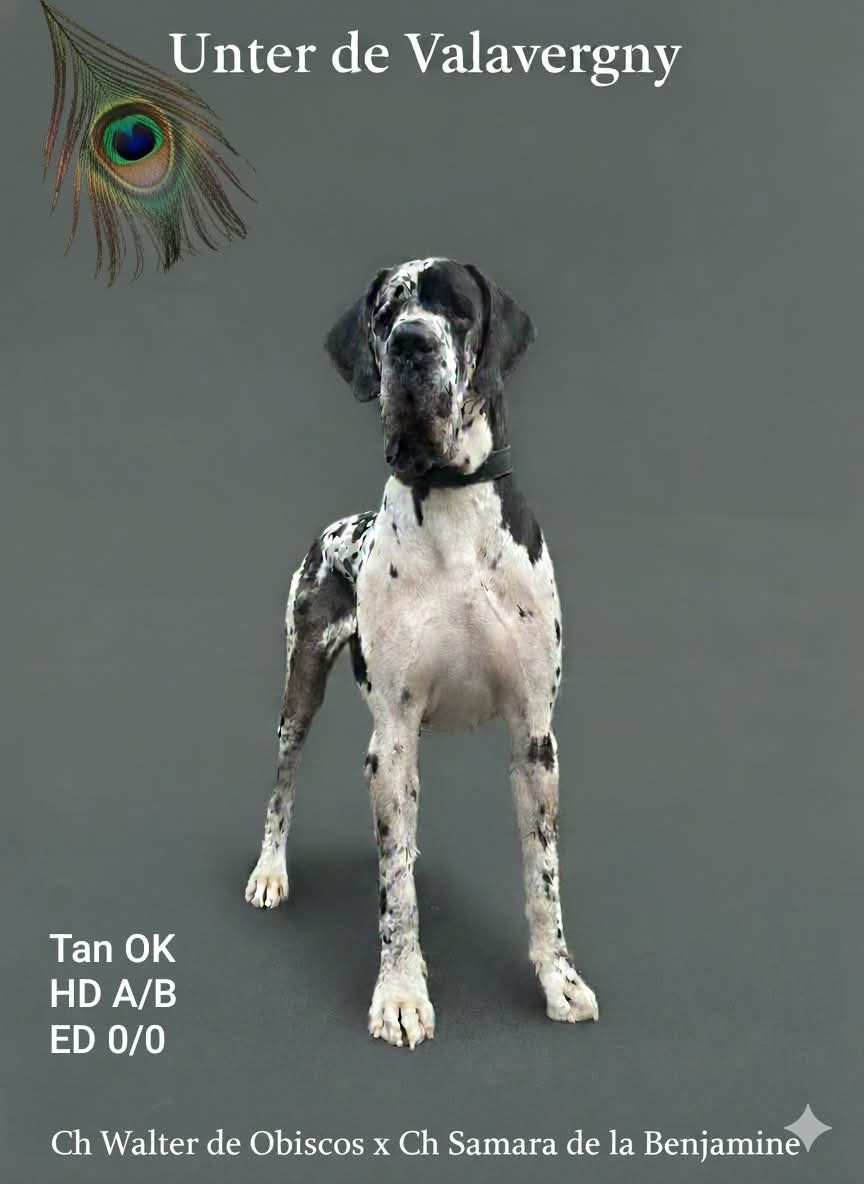 UNTER DE VALAVERGNY
