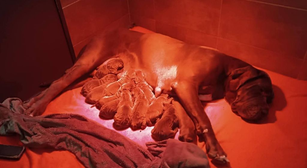 Les Bébés de Tsarine sont arrivée