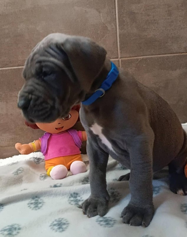 Des Géants Du Paradis D'hava - Chiots disponibles - Dogue allemand