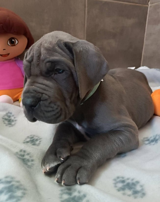 Des Géants Du Paradis D'hava - Chiots disponibles - Dogue allemand