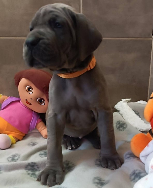 Des Géants Du Paradis D'hava - Chiots disponibles - Dogue allemand