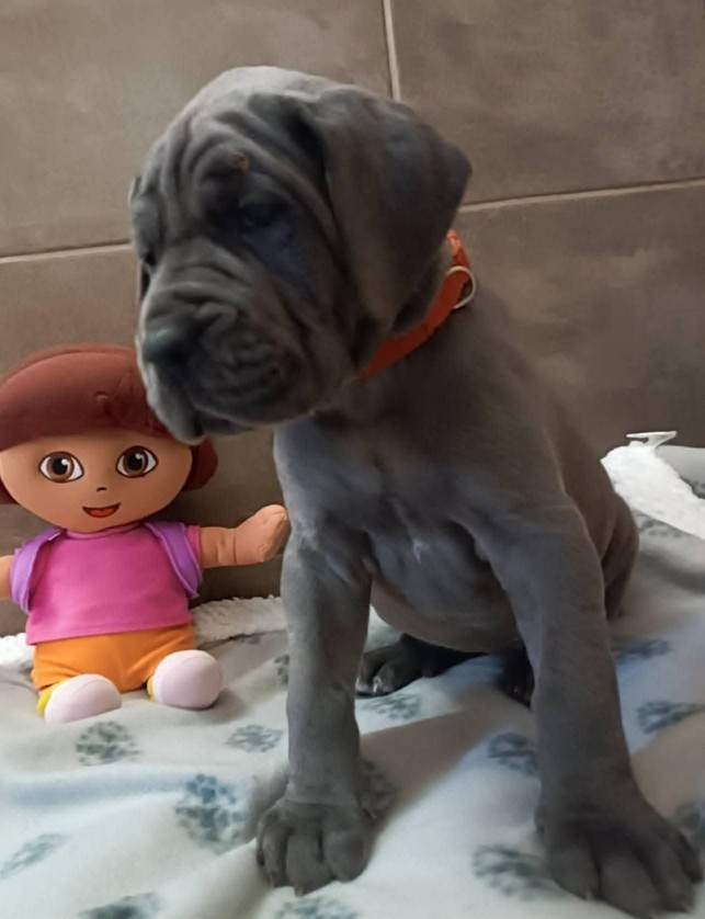 Des Géants Du Paradis D'hava - Chiots disponibles - Dogue allemand