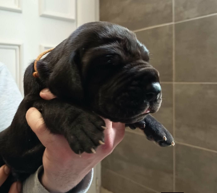 Des Géants Du Paradis D'hava - Chiots disponibles - Dogue allemand