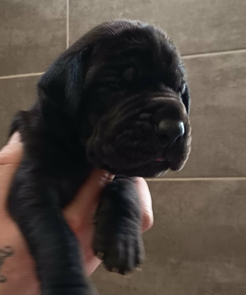 Des Géants Du Paradis D'hava - Chiots disponibles - Dogue allemand