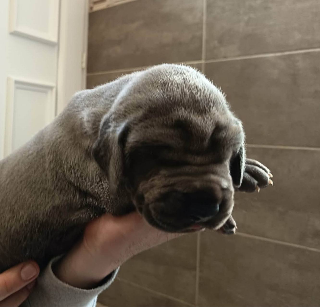 Des Géants Du Paradis D'hava - Chiots disponibles - Dogue allemand