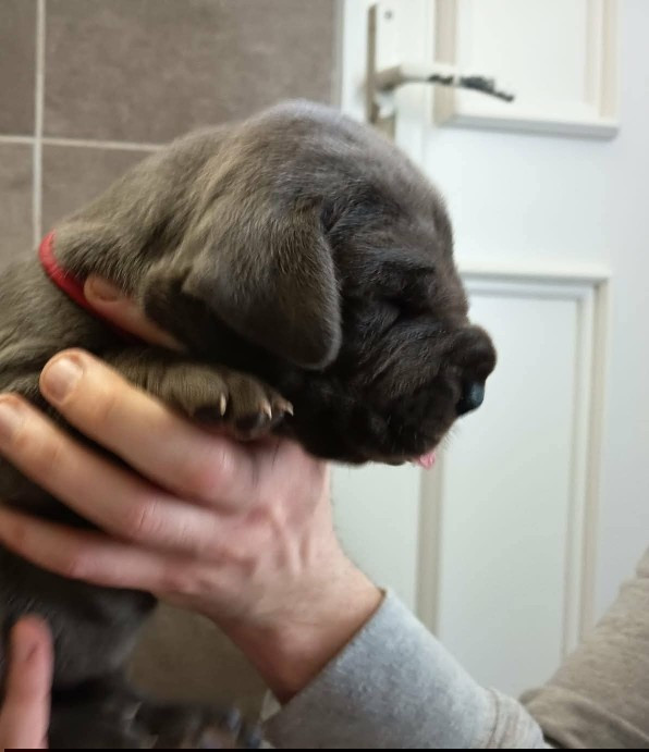 Des Géants Du Paradis D'hava - Chiots disponibles - Dogue allemand