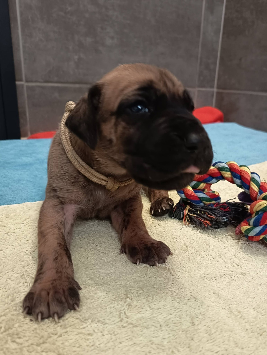 Des Géants Du Paradis D'hava - Chiots disponibles - Dogue allemand