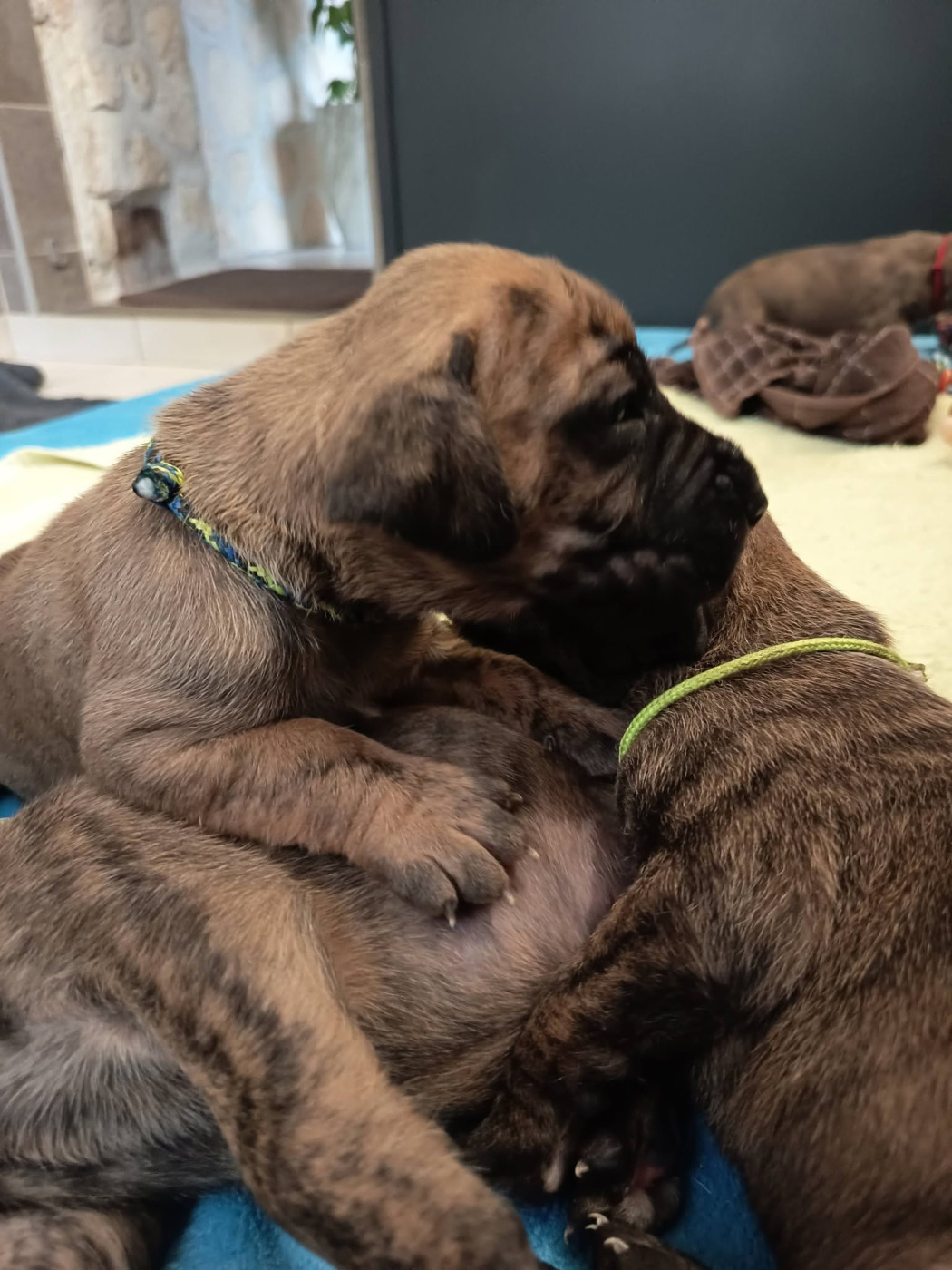 Des Géants Du Paradis D'hava - Chiots disponibles - Dogue allemand