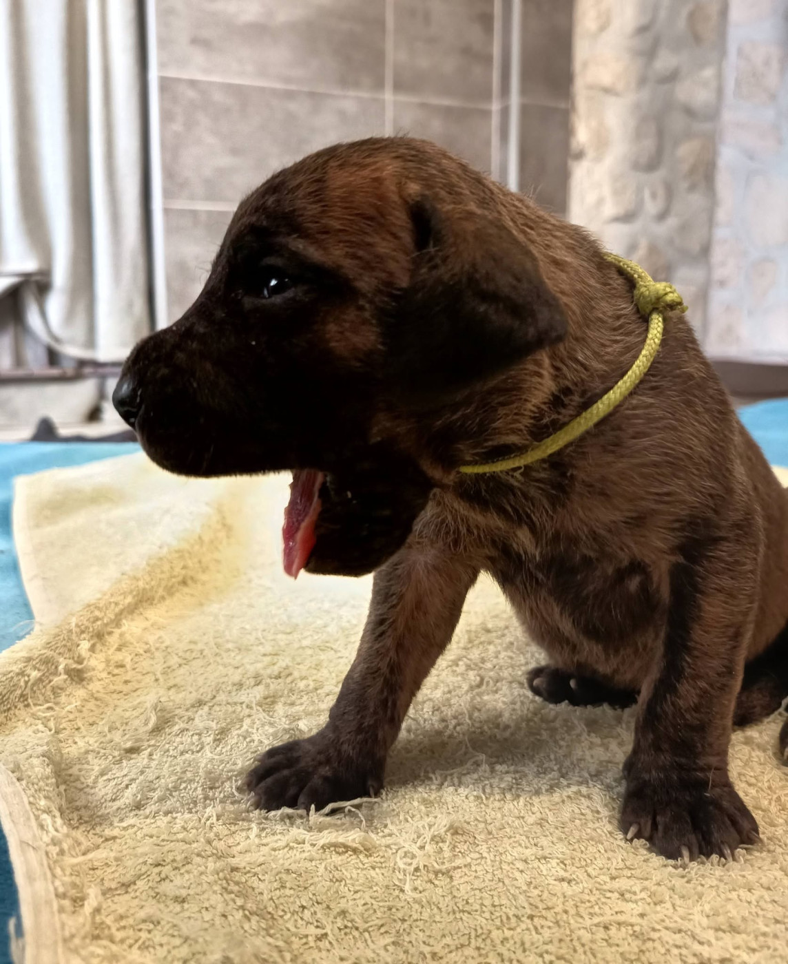 Des Géants Du Paradis D'hava - Chiots disponibles - Dogue allemand