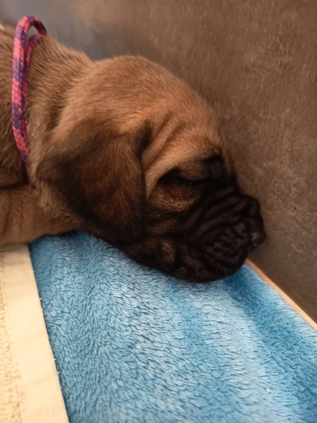 Des Géants Du Paradis D'hava - Chiots disponibles - Dogue allemand