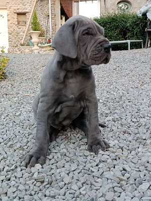 CHIOT 3