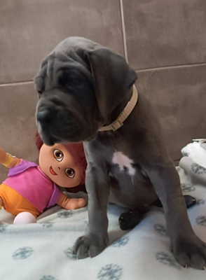 Arley (collier beige)