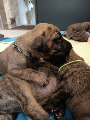 chiot 2