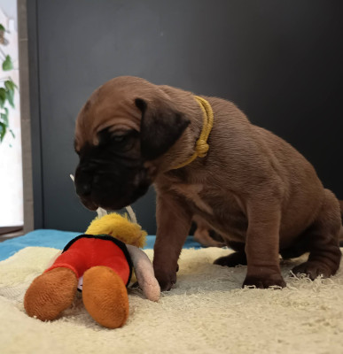 chiot 6