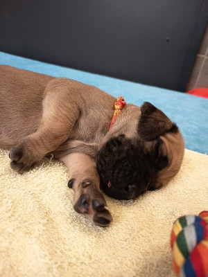 chiot 7