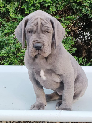 CHIOT 2