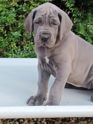 CHIOT 1