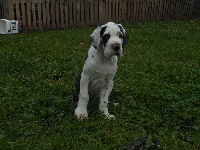Marshall